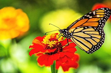 Monarch butterfly on Orange zinnia
