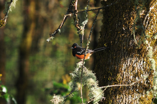 A Spotted Towhee on a branch of a tree.