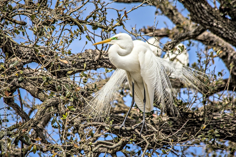 Wall mural Great egret nesting in tree