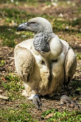 Cape Vulture resting on ground