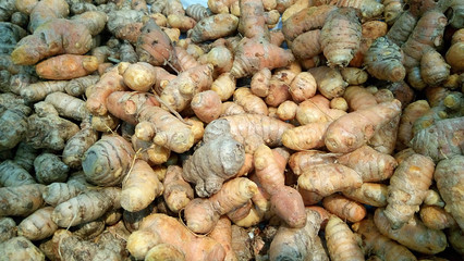 Freshly harvested turmeric roots