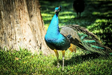 Obraz premium Strutting Peacock