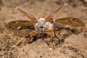 Cockchafer (Melolontha melolontha) at take off, head on. Large beetle in the family Scarabaeidae showing structure of elytra and hindwings, during take off