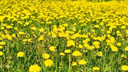 Fototapeta premium Flowering yellow dandelions on a green lawn