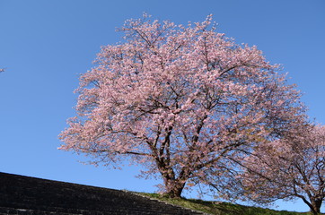 Naklejka premium 桜と空１