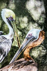 brown pelicans
