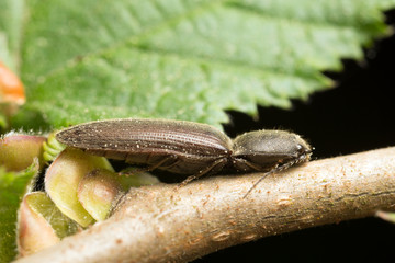 Athous click beetle on branch