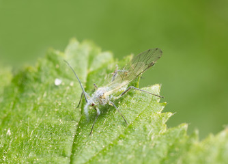 Winged aphid on leaf