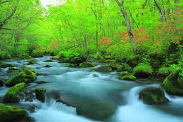 Obraz premium 奥入瀬渓流 三乱の流れ