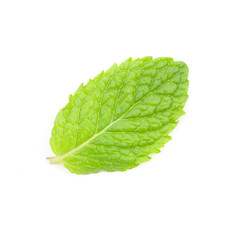 fresh mint leaves isolated