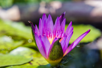 violet waterlily or lotus flower blooming on pond