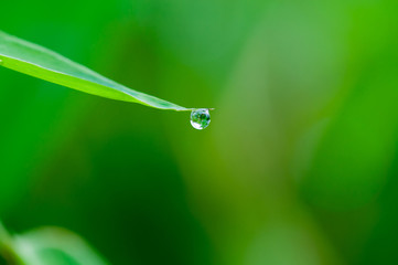 Water drop on grass