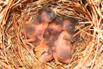 Eastern Bluebird (Sialia sialis) nest