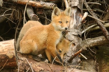 Red Fox Kits