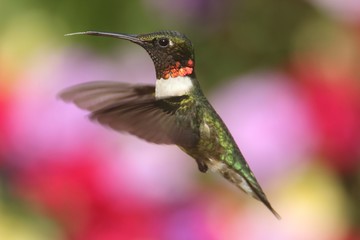 Male Ruby-throated Hummingbird (archilochus colubris)