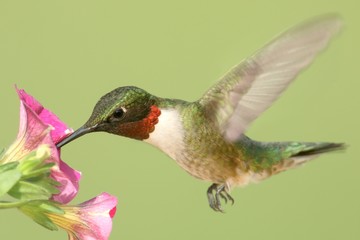 Ruby-throated Hummingbird At A Flower
