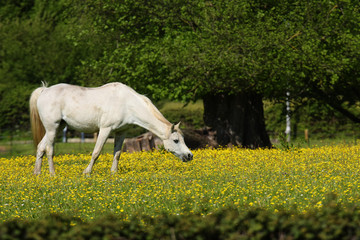 Obraz na płótnie Canvas Horse, Horses - English Village
