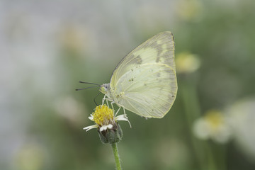 Yellow Butterfly sucking nectar from flowers .