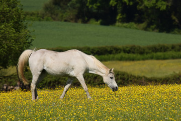 Obraz premium Horse, Horses - English Village