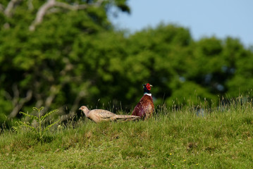 Pheasant, Phasianus colchicus
