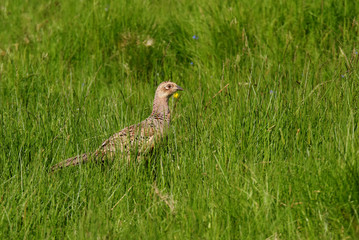 Pheasant, Phasianus colchicus