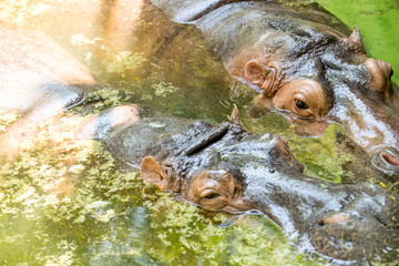 two hippopotamuses in the water, select focus eye