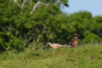Pheasant, Phasianus colchicus