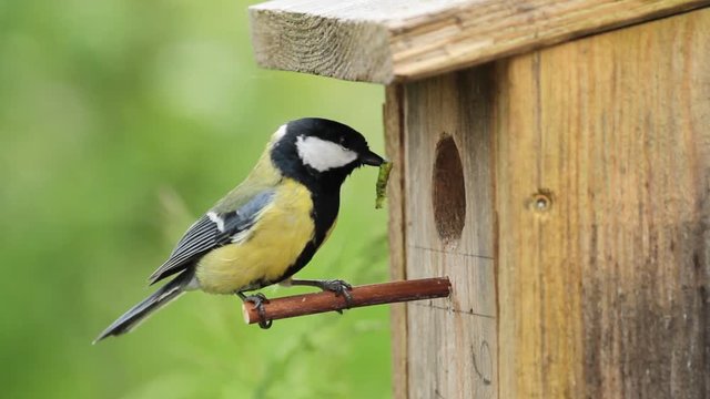 Great tit, in front of nest-hole, with caterpillar in beak