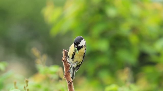 Great tit, on a branch with green caterpillar in beak