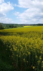 Rapsfeld blüht in Hügellandschaft