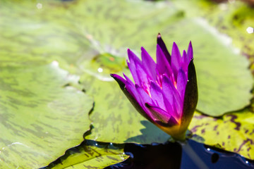 violet waterlily or lotus flower blooming on pond