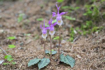 ホテイラン(Calypso bulbosa)