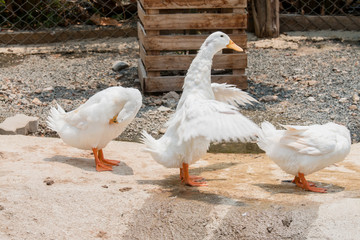 white duck in the farm, duck breeds