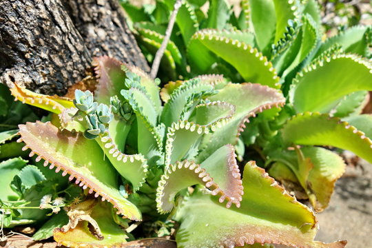 Bryophyllum pinnatum