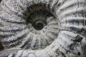 Ammonite fossil