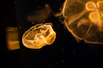 Beautiful Yellow Jellyfish