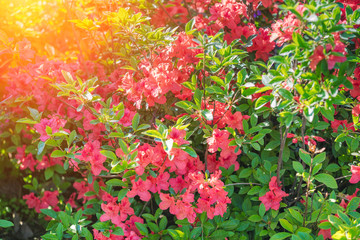 Rhododendron flowers in the garden