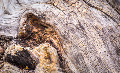 Wooden Swirls Organic Background Texture