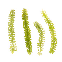 Green Caviar on white background