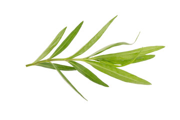 Tarragon herbs close up isolated on white