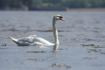 Mute Swan, cygnus olor