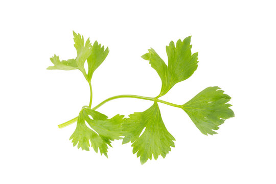 Fresh celery leaf isolated on white