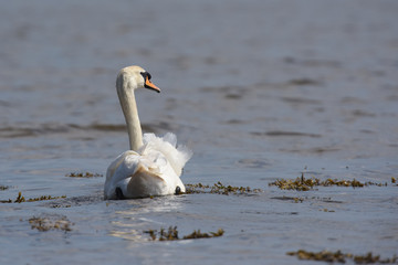 Mute Swan, cygnus olor