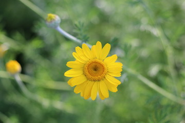 ダイヤーズカモミール