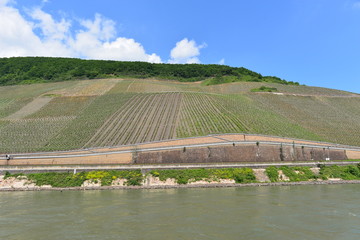 Bopparder Hamm Weinanbau