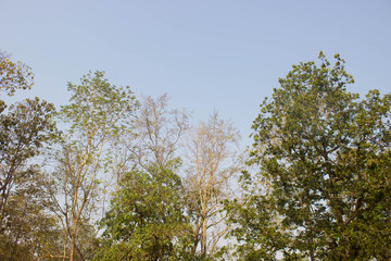 tree and Dry twigs with blue sky background