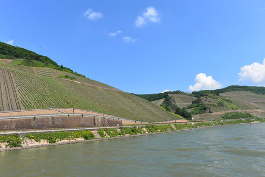 Bopparder Hamm Weinanbau