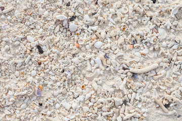 small broken corals, shells and sand on the beach