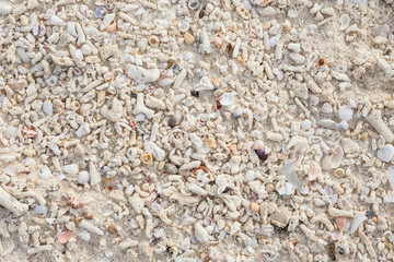 small broken corals, shells and sand on the beach