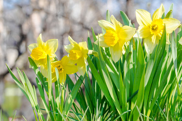 yellow garden flowers